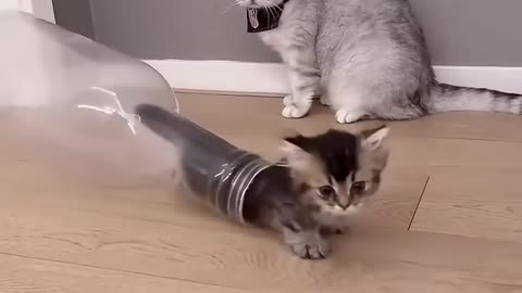 Cute cat