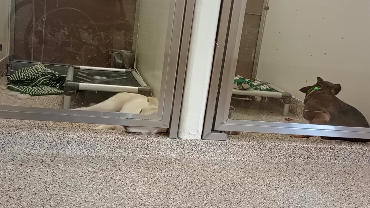 Johnny Rest in Peace 5y A759683 kennel 88B Small doggies PACC shelter wants doggie walk