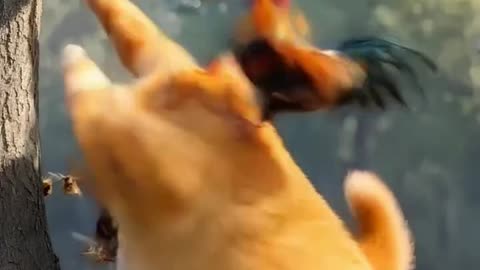 Hen Cat cute animals romance, funny Cute Animals