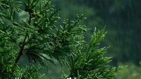 Cook your food in coconut oil by Ed Delacruz #health #healthadvice #reels #shorts