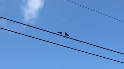 Two birds are arguing, and ones to tremble all over its body with anger
