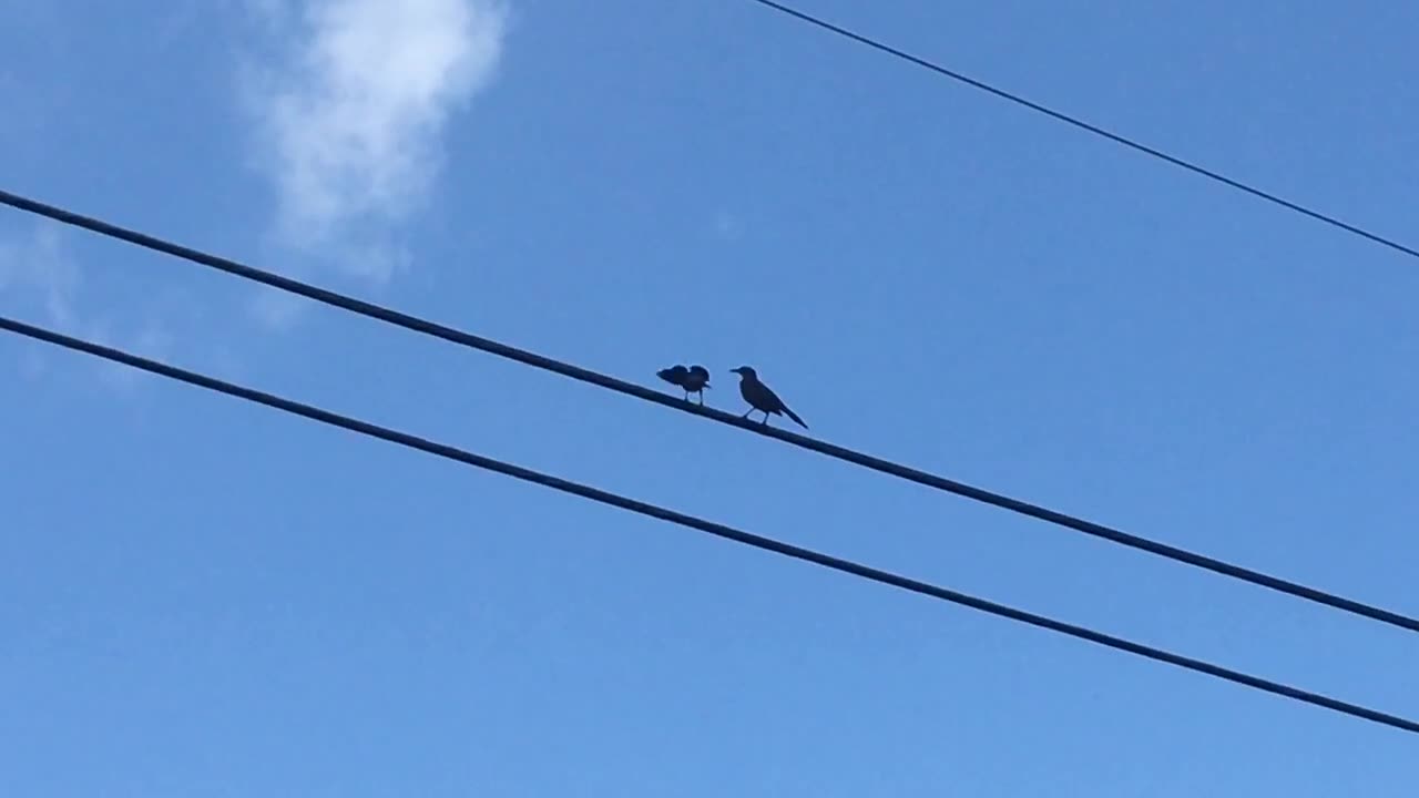 Two birds are arguing, and ones to tremble all over its body with anger