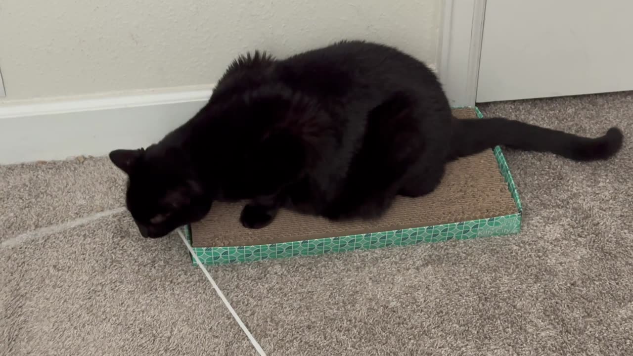 Cute Precious Piper Takes Care of Her Dental Heath - Adopting a Cat from a Shelter Vlog