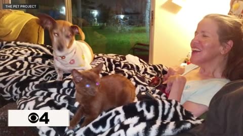 South Florida nonprofit throws a lifeline to pet owners