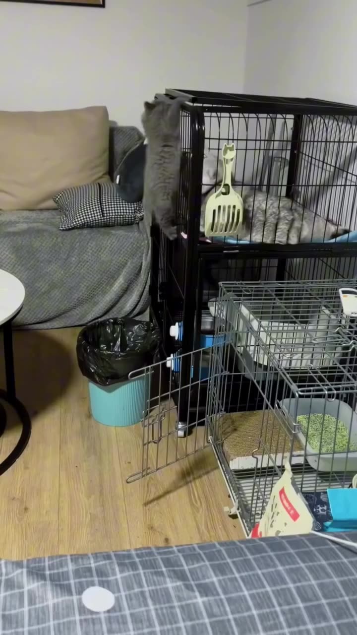 CATZ 🙃WEDNESDAY 11/26/25