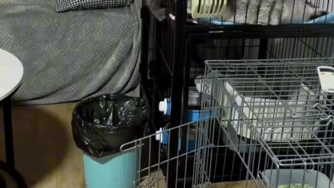 CATZ 🙃WEDNESDAY 11/26/25