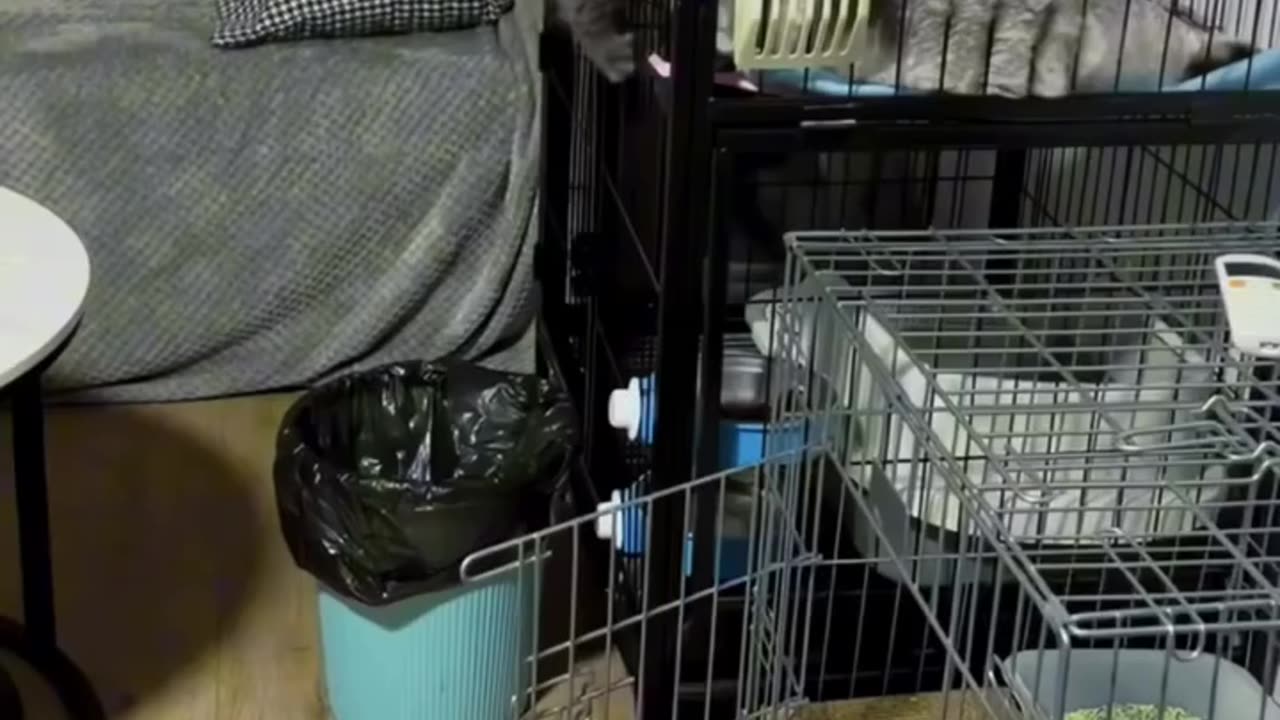 CATZ 🙃WEDNESDAY 11/26/25