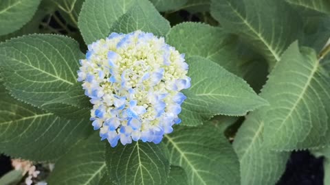 Hydrangea