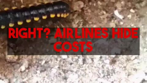 Budget Guadeloupe Travel Navigating Air Antilles