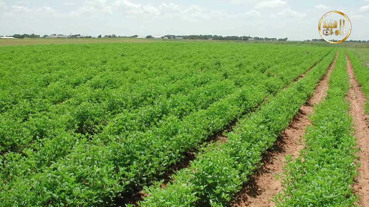 خواطر شامية أرض السمن والعسل