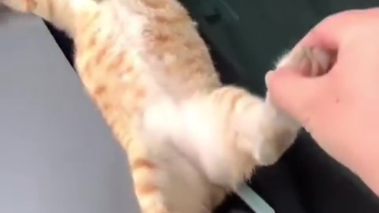 Funny animal videos 2025 🤣😂🤣😂#animals #cats #dogs #pets#funny #funnydogs #funnyanimals #funnycats