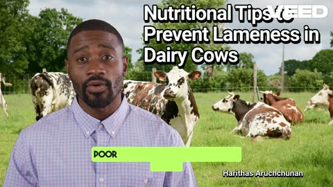 Prevent Lameness in Dairy Cows and Boost Productivity: 7 Nutritional Tips