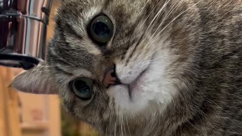 If you are watching this video, know that God has made you the guardian angel of a hungry cat💝