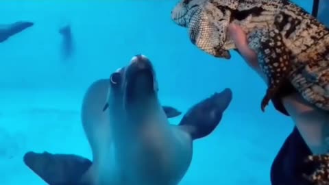A seal finding out lizards exist