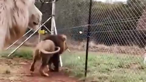 Imagine this level of protection