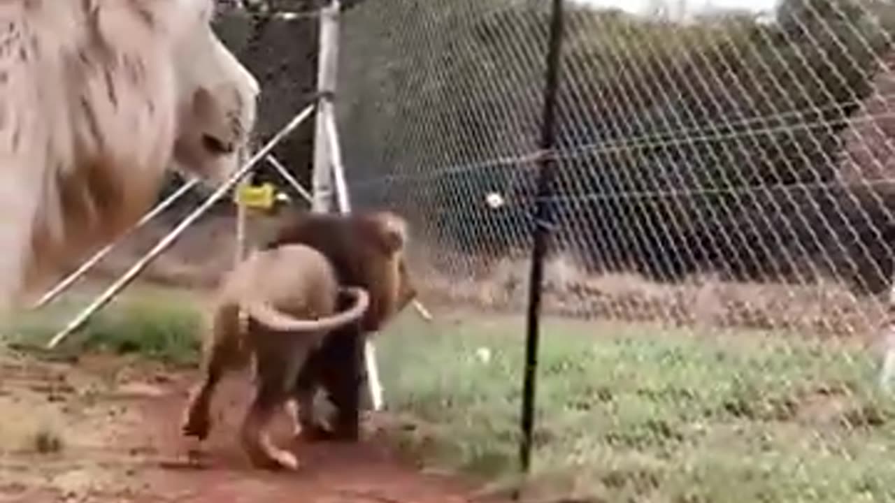 Imagine this level of protection
