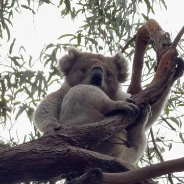 Australian koala