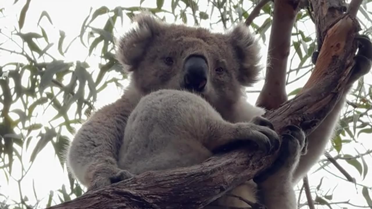 Australian koala