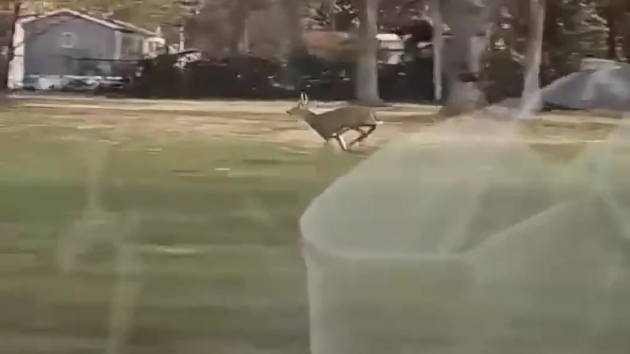 Running Deer Keeps Pace With Car