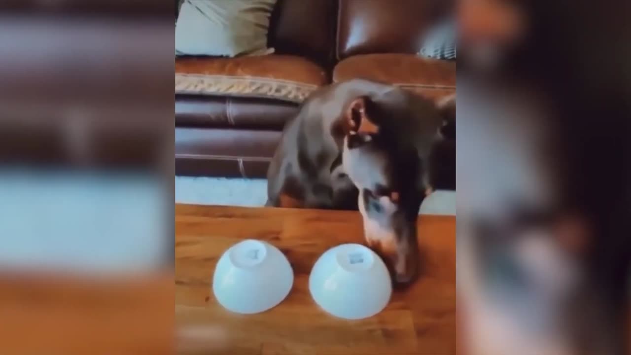 Funniest_Animals_Videos_That_Will_Make_You_Laugh