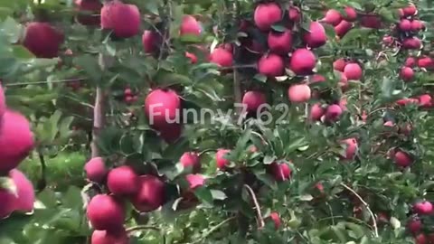 I got lost in the apple orchard