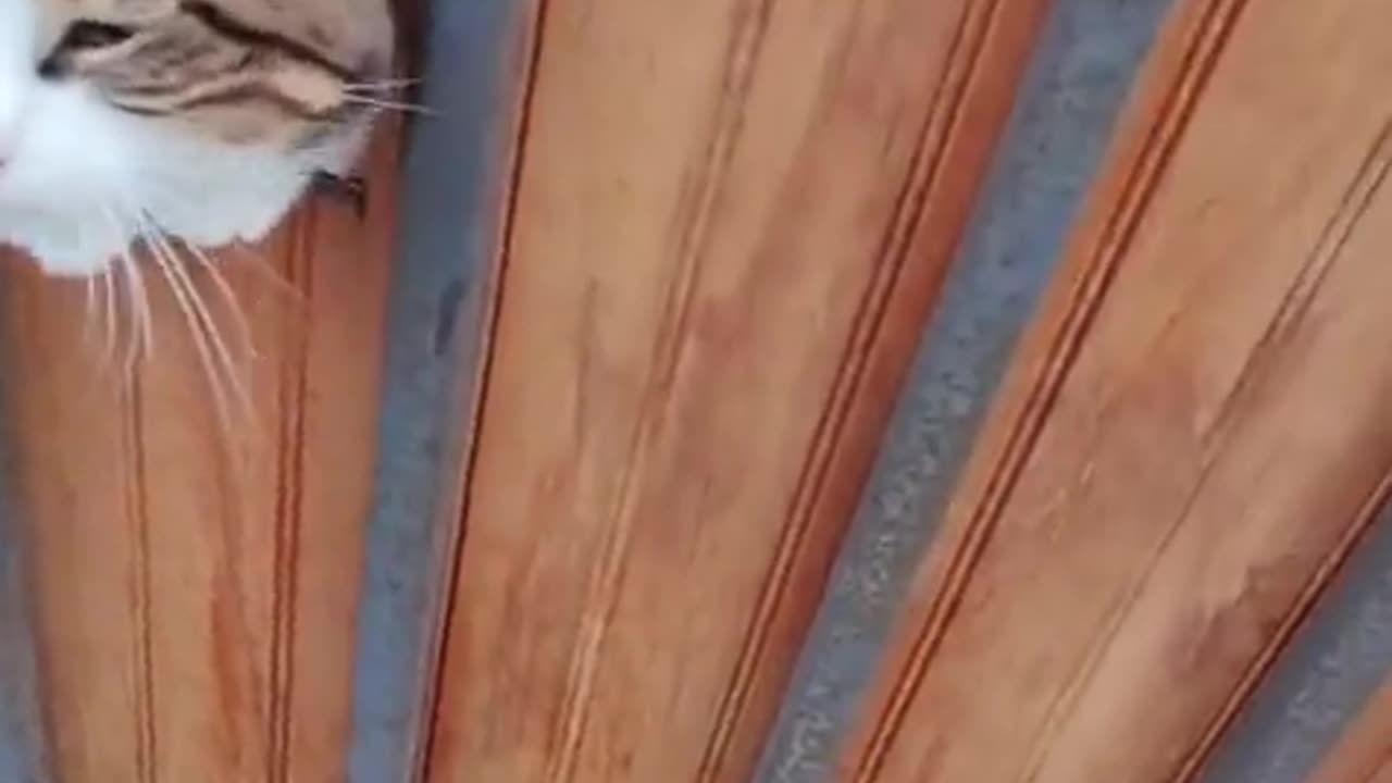 🤣🚪 Do NOT Pet The Gatekeeper! Animal Drama Unleashed | FunFM