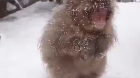✨❄️ Watch Snow Monkeys Bathing in Hot Springs! | FeedMyCuriosity