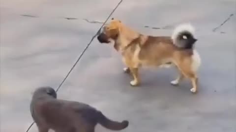 😂🐕 World's Worst Puppy Stalker Caught on Camera! | FunFM