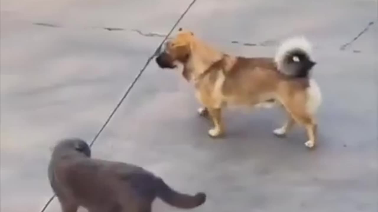 😂🐕 World's Worst Puppy Stalker Caught on Camera! | FunFM