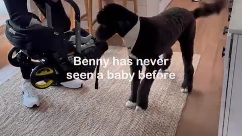 Babies and Dogs