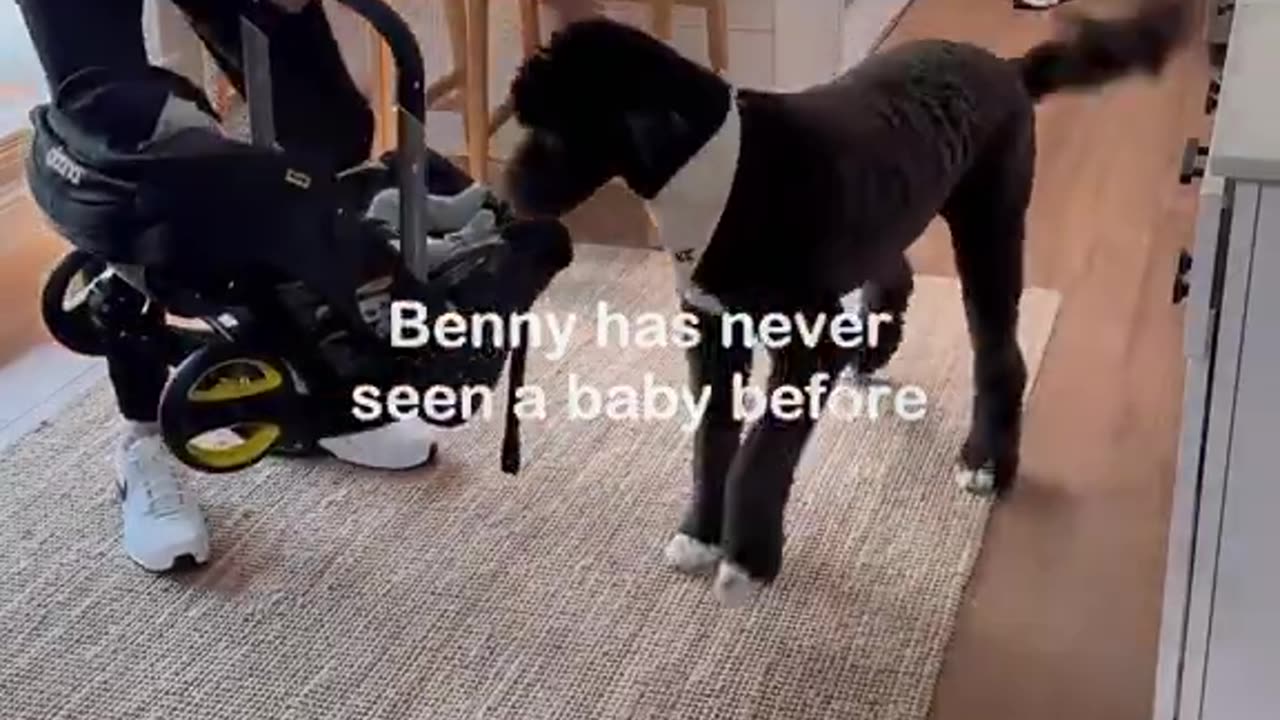 Babies and Dogs