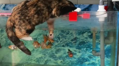I think this cat is a bit too much, is it playing with the fish？