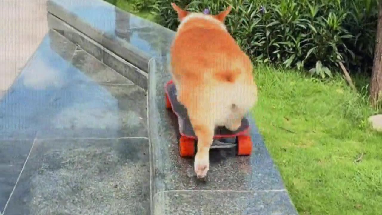 The dog is so good at skateboarding.