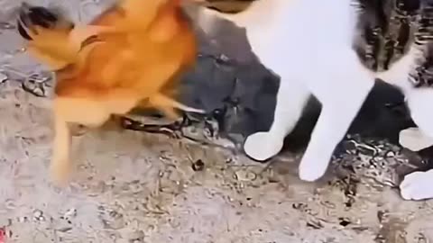 Funny Animals - Try not to laugh Cats And Dogs, you laugh you lose