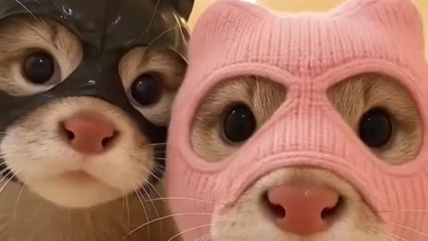 Gangster kitties.. 😅