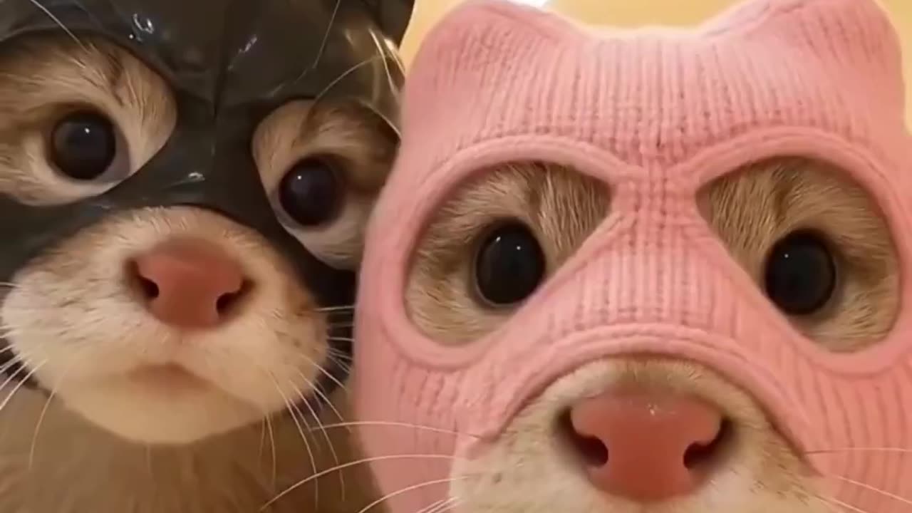Gangster kitties.. 😅