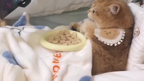 Animal funny