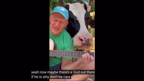 Man serenades milk cow - priceless