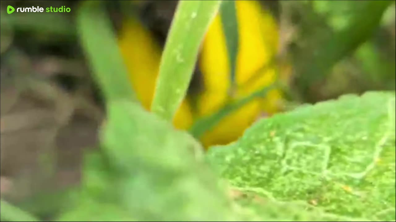 GARDEN TOUR August 29, 2025