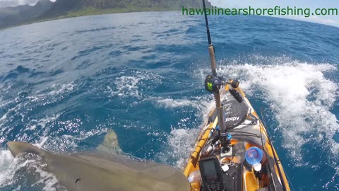 OFFICIAL VIDEO: Tiger shark attacks kayak fisherman off Oahu