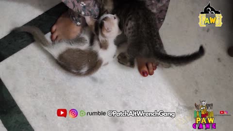25th July Kitten Vlog Patch & Alt duel in kitchen