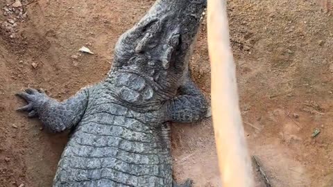 Hiding behind a crocodile and taking a picture of it, it won't notice you.