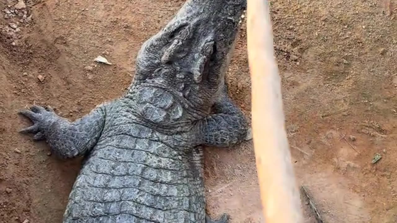 Hiding behind a crocodile and taking a picture of it, it won't notice you.