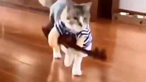 Funny Cat