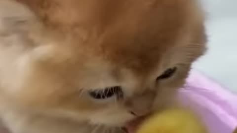 🤣The kitten is deeply in love with the duckling! (Click to watch the full version) #cute #funny