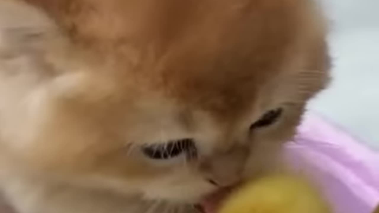 🤣The kitten is deeply in love with the duckling! (Click to watch the full version) #cute #funny