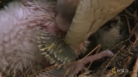 King Cobra