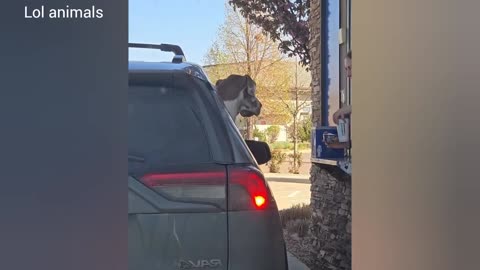 Funny videos of cats 😻 and dogs 🐶 funny videos of animals 😀 2025
