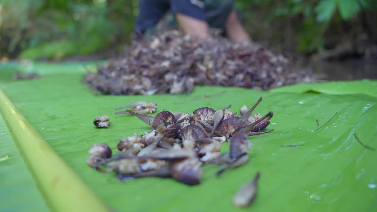 Out of food, we head back into the forest.