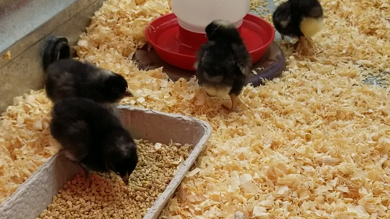 New babies!